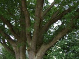 2011- 167.jpg